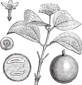 Nux Vomica